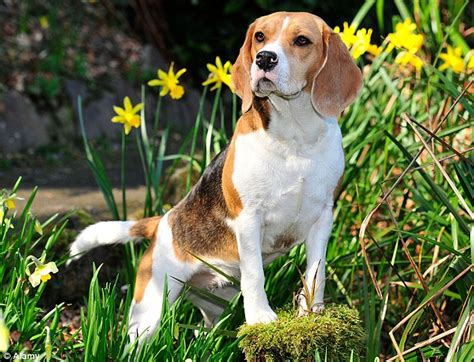 Beagles On Craigslist Beagle Adoption: Beagle Puppies for Sale and Adoption.  Beagles On Craigslist